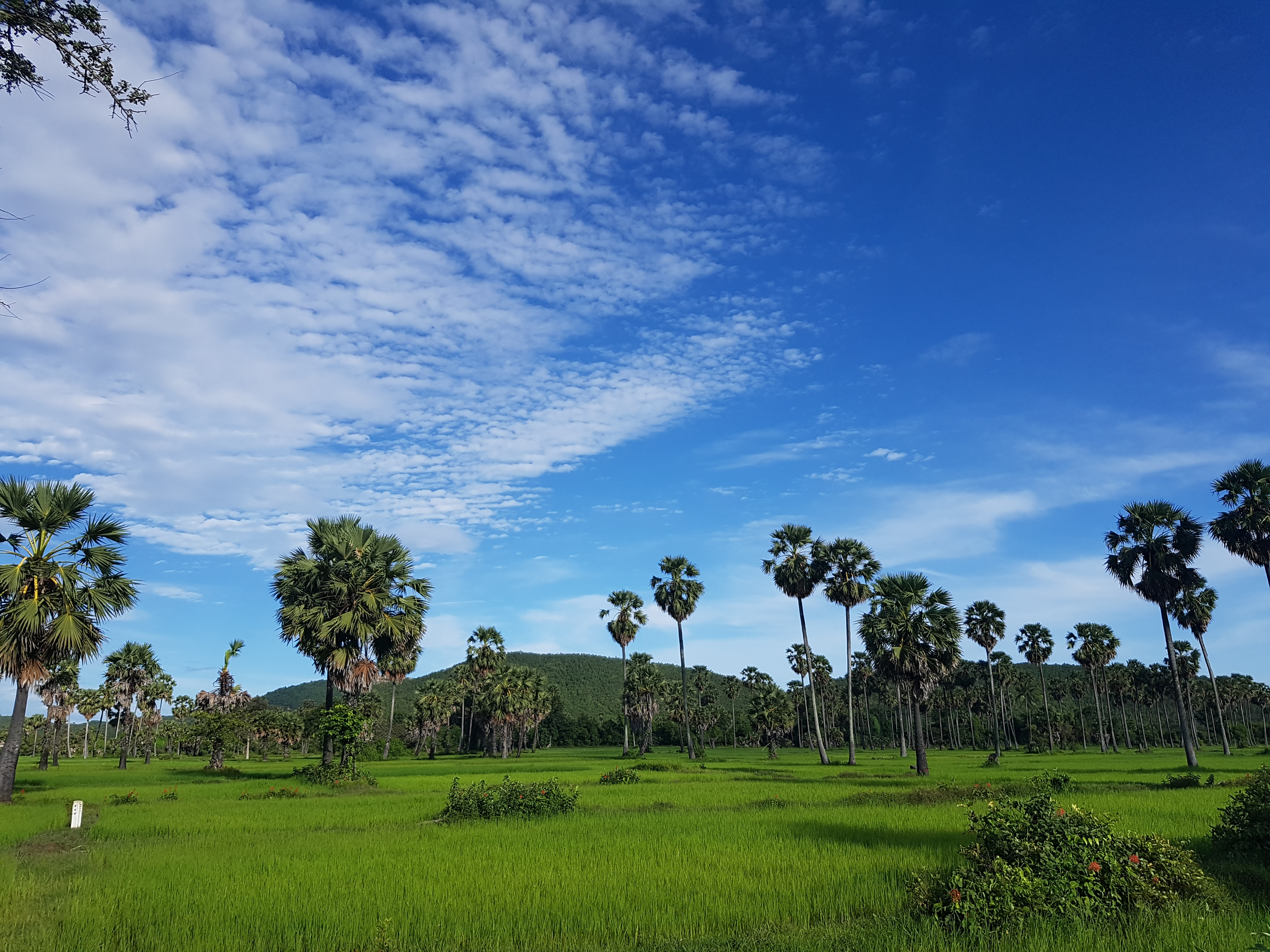 Forêt au Cambodge