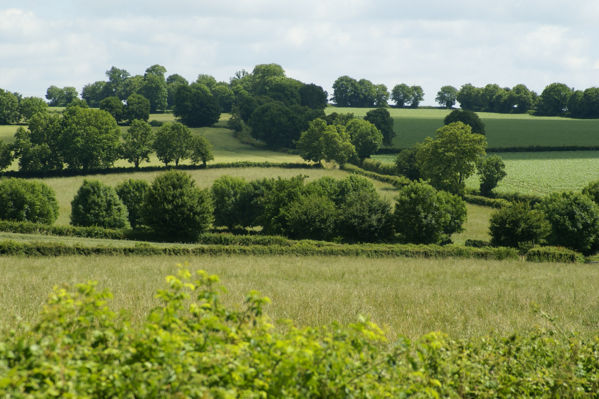 Bocage de Gâtine (79) ©Afac-Agroforesteries