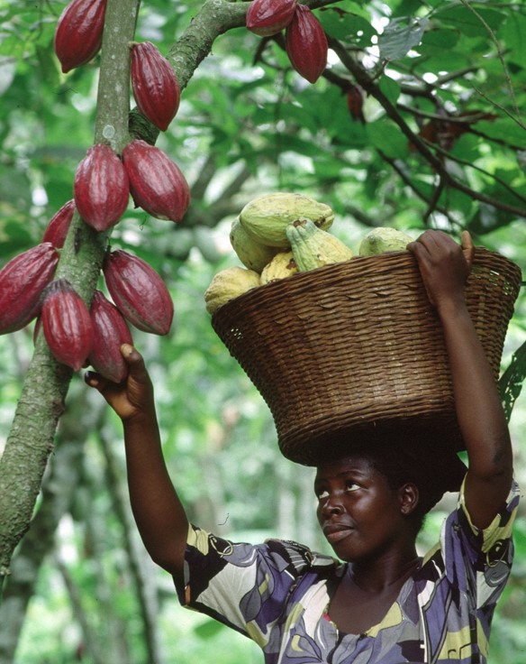 Femme ramassant les cabosses de cacao