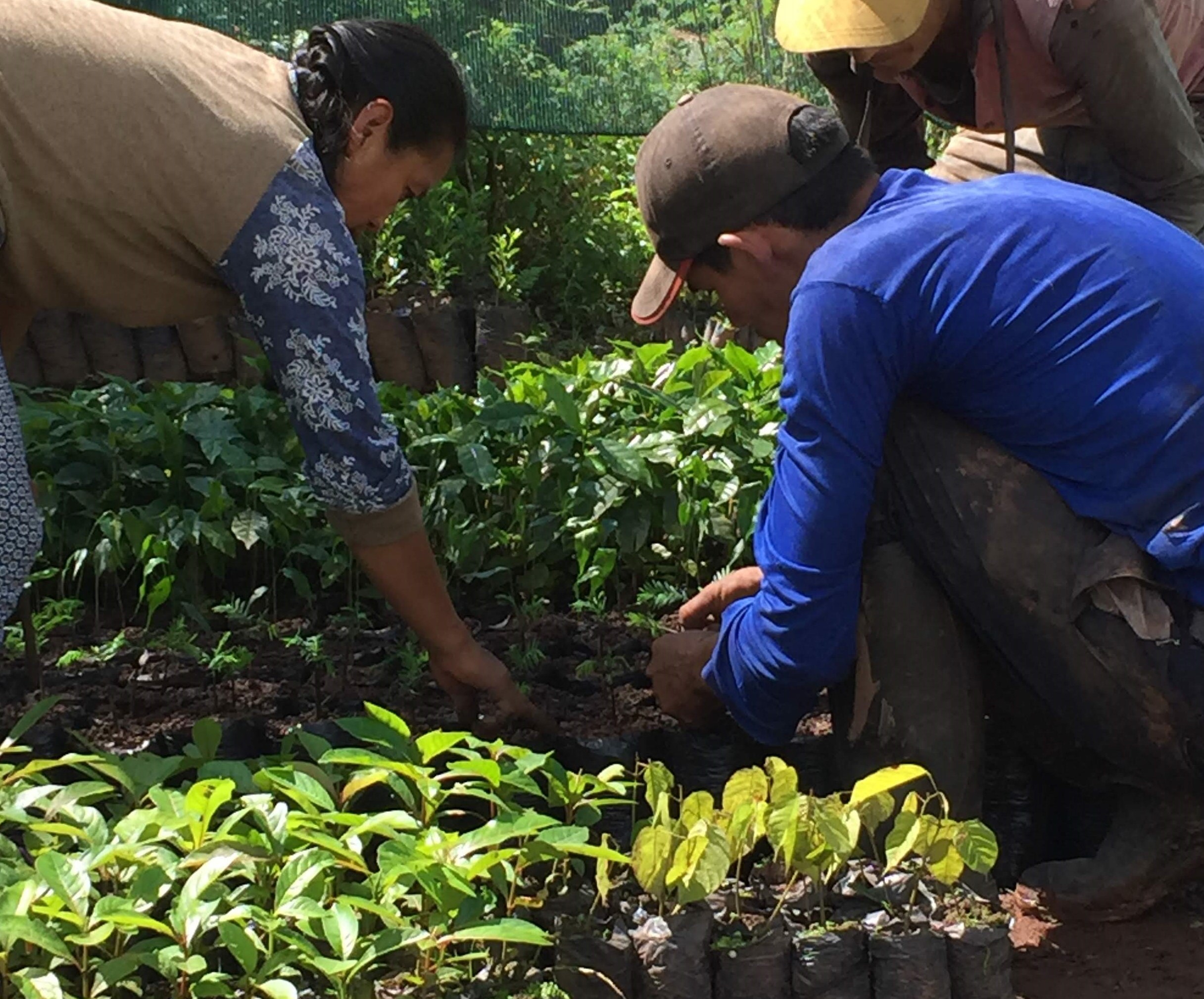 agroforestry peru