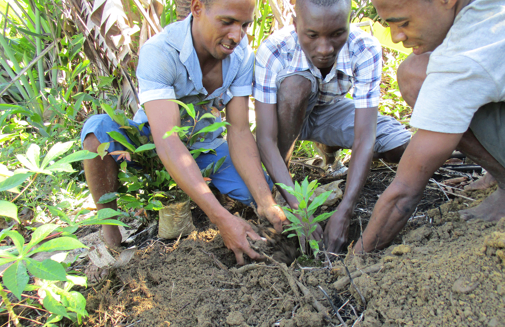 Reforestation in Kalalao