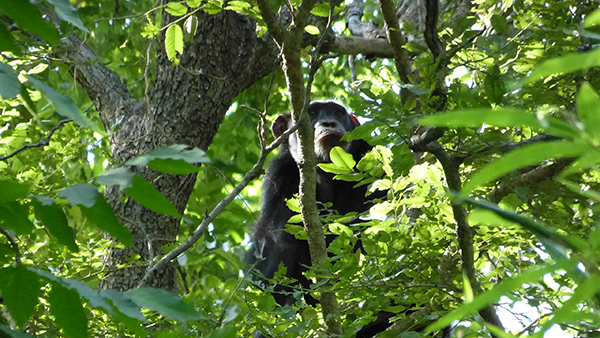 Chimpanzé dans la forêt de Dindéfélo, au Sénégal