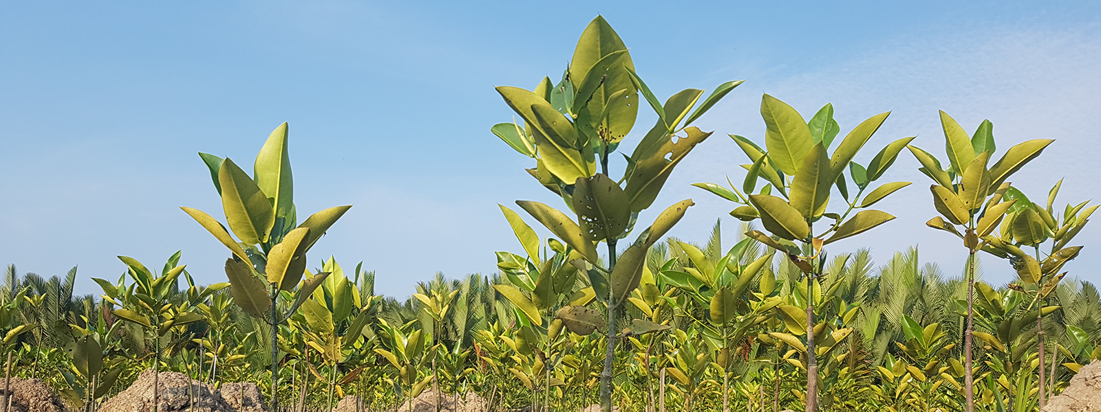 Plantation d'arbres à Bornéo, en Indonésie