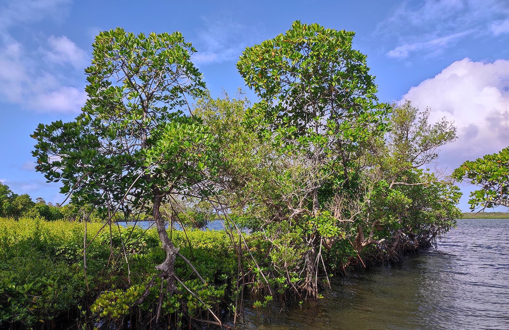 Mangrove de l'île Sainte-Marie