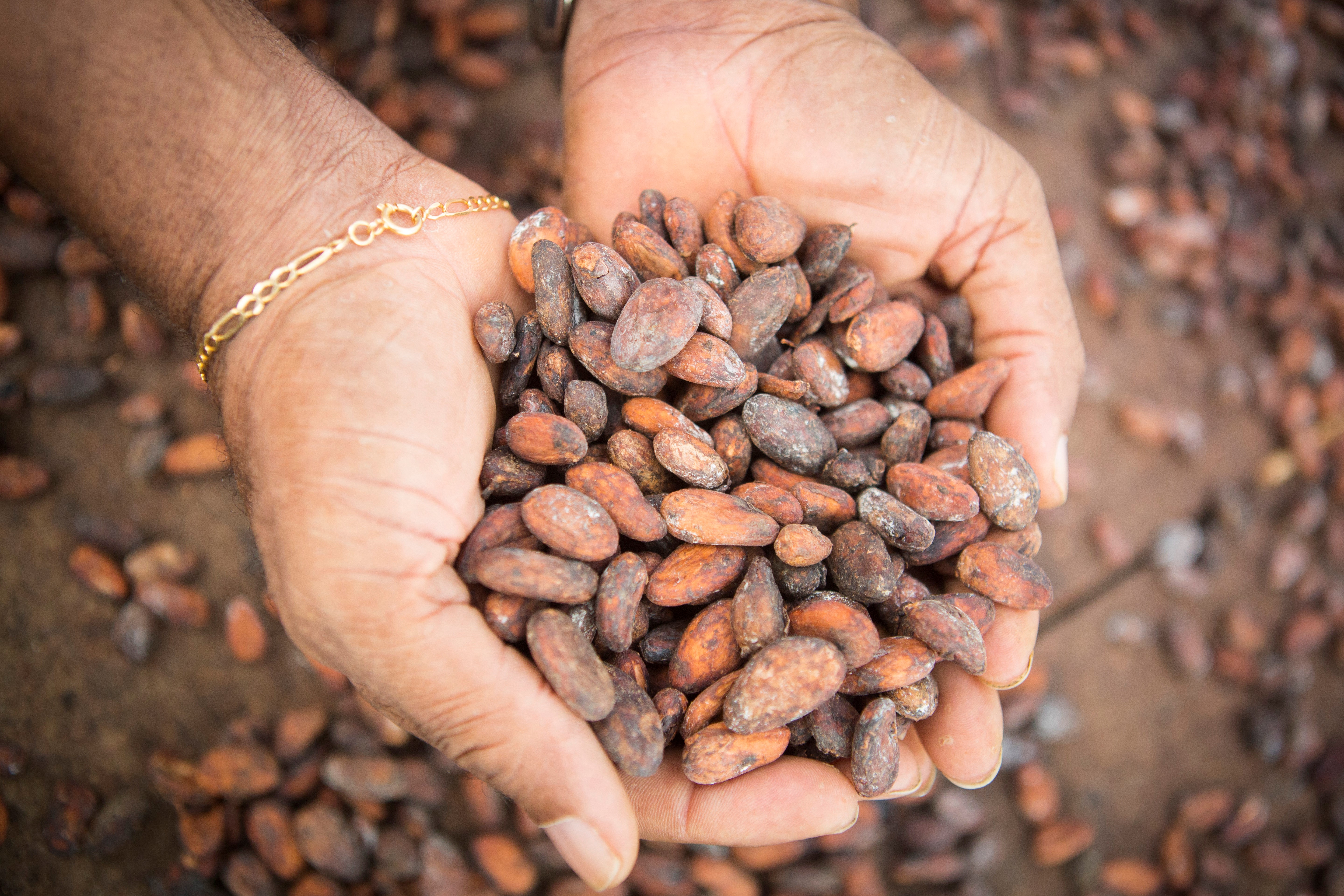 Mains tenant des fèves de cacao