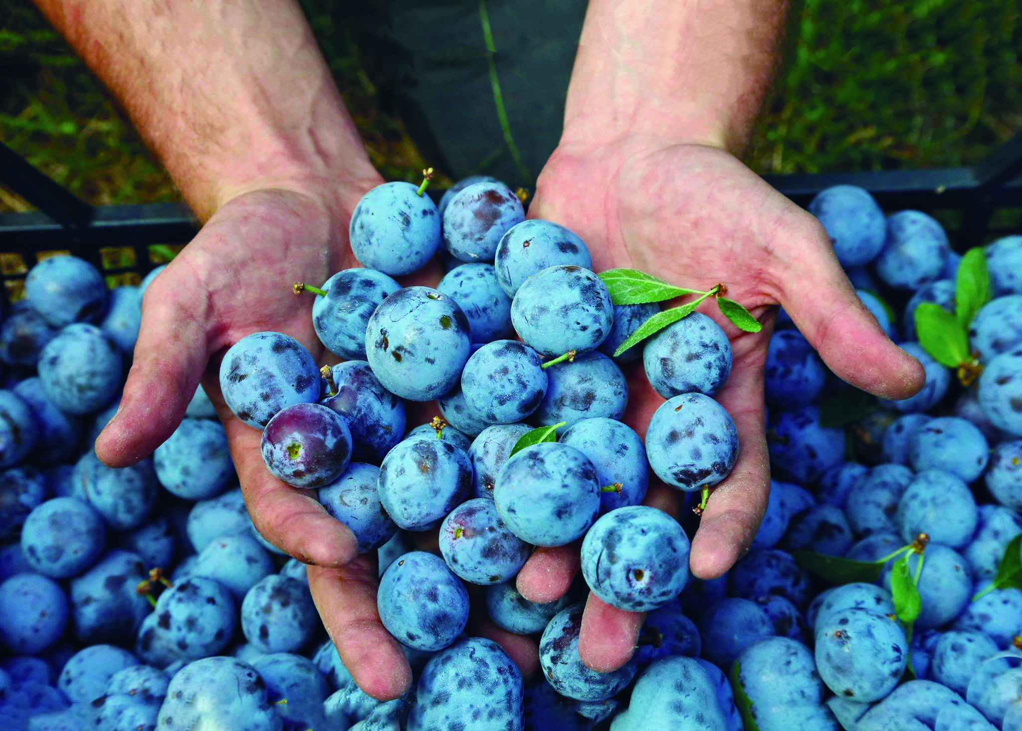 Prunes de brignolles