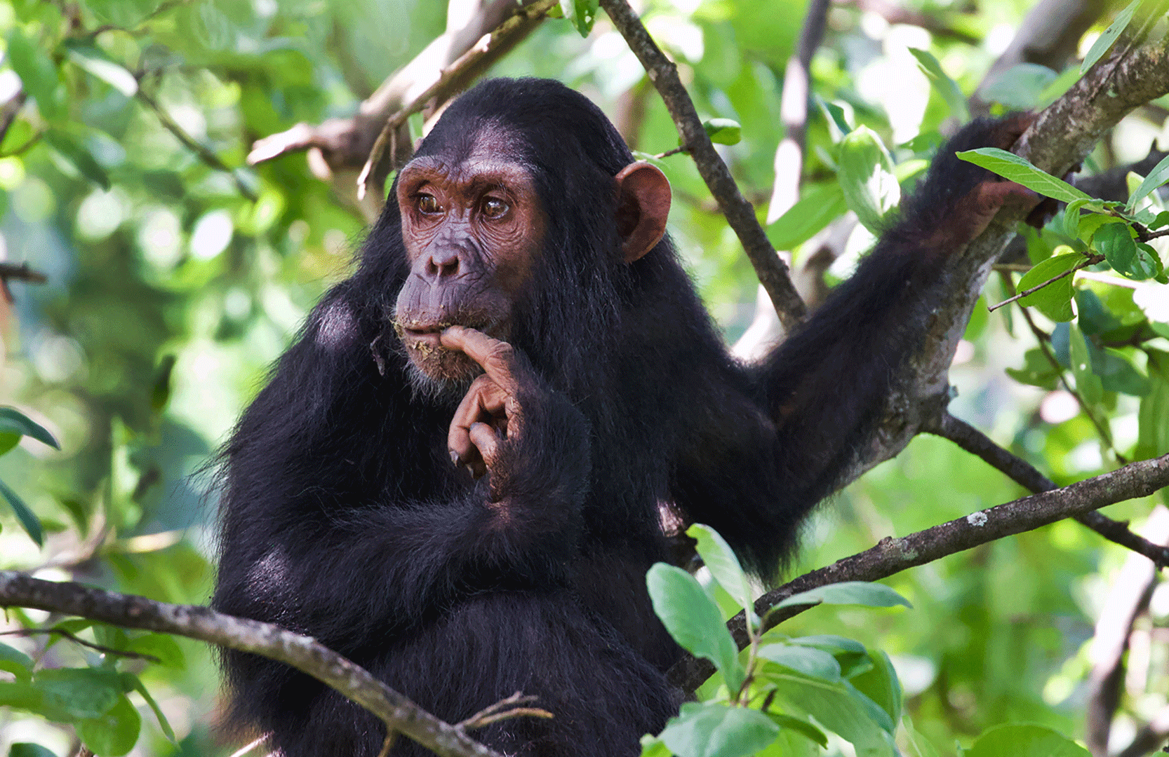 Un chimpanzé dans le parc national de Gombe, en Tanzanie