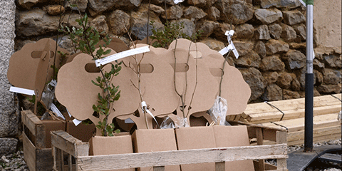 Les arbres à planter